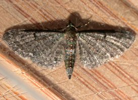 Common Pug